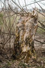  Texture, can be used as background.