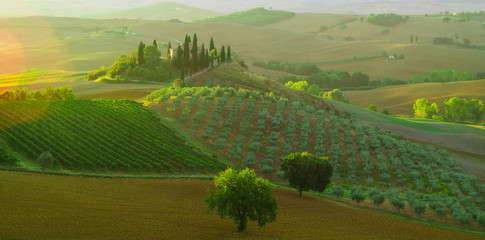 Beautiful landscape in Tuscany, Italy.Farmhouse, vineyard and olive grove.