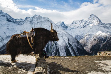 Yaks in the mountains