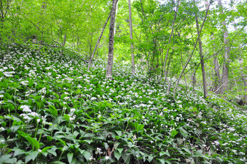 Fototapeta na wymiar Wild garlic or bear garlic in bloom in forest in spring. Ramson field under a mountain