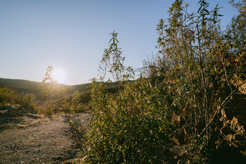 Sunset in Portugal behind the leafs