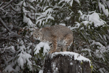 Bobcat