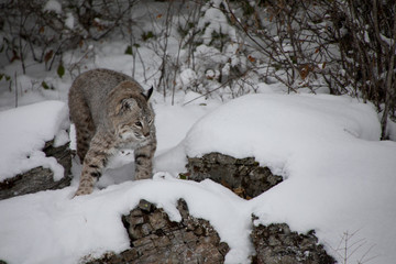 Bobcat