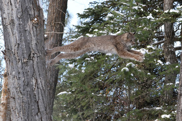 Canada Lynx