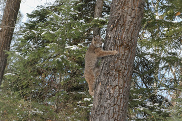 Obraz premium Canada Lynx