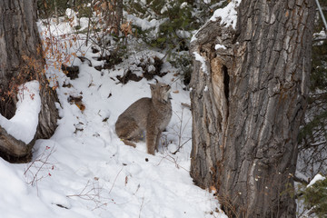 Canada Lynx