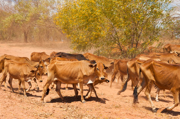 herd of cattle