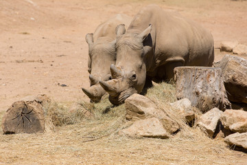rhinoceros