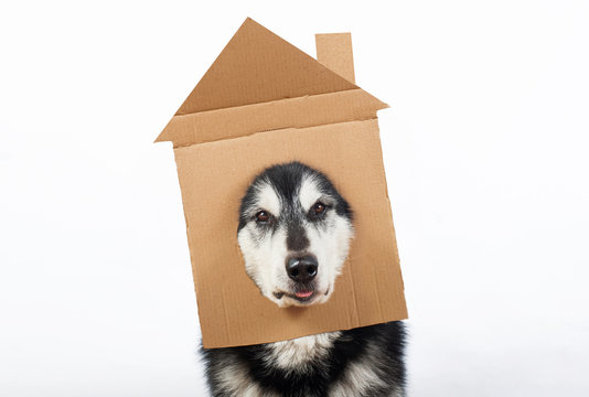 A Dog With Cardboard House On His Head