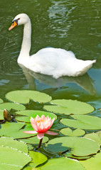 Obraz premium Swan and lotus flower on the lake