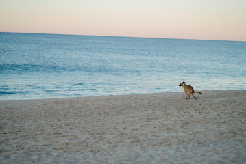 Dog sitting on the beach at sunrise in Portugal