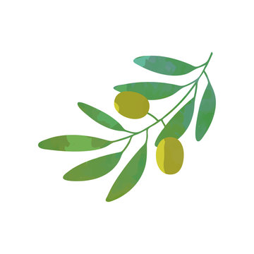 Cartoon green branch with olives and foliage in flat style. Isolated vector illustration. Organic food icon. Symbol of peace.