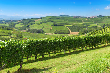 Fototapeta na wymiar Italian farmland. The hilly valley of the Langhe region, Italy, Piedmont. Italian vineyards. Fertile land.