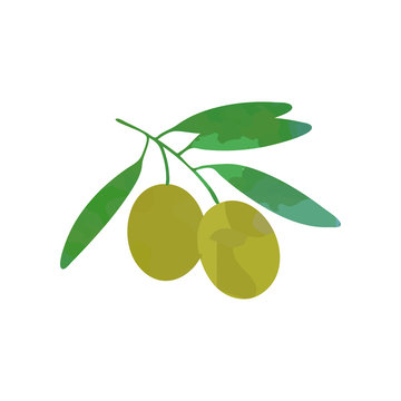 Illustration of branch olive with green foliage. Flat design vector isolated on white. Graphic template for skin and hair care cosmetics label or company logo