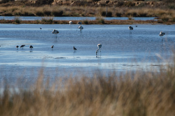 Birds in a national park in Portugal