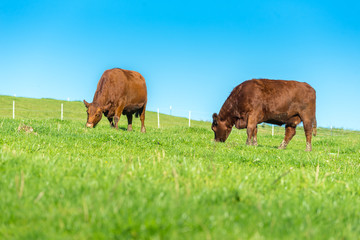 Allgäuer Kühe auf der Weide 