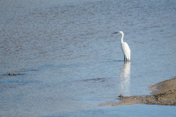 Birds in a national park in Portugal