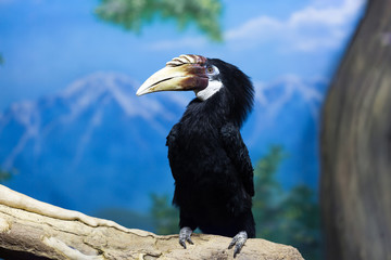 Bird Rhyticeros plicatus in the zoo