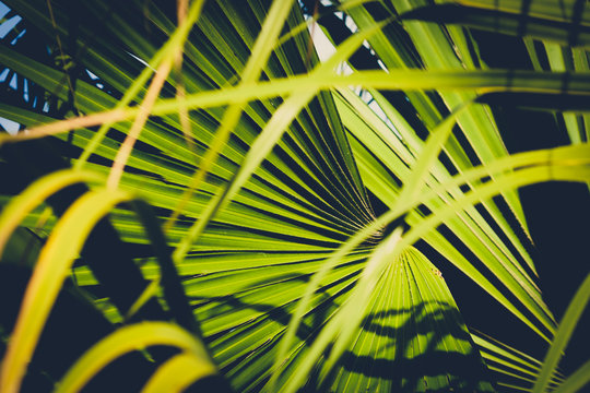 palm leaf closeup, inside tropical garden  - plant background