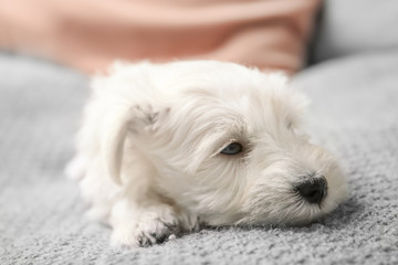 Cute puppy on bed at home, indoors