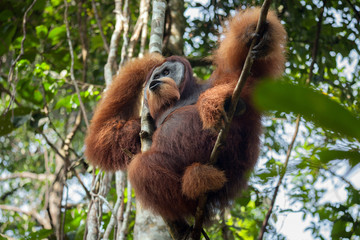 Dominant male orangutan shouts, sitting in a tree in the jungle © canonmark2