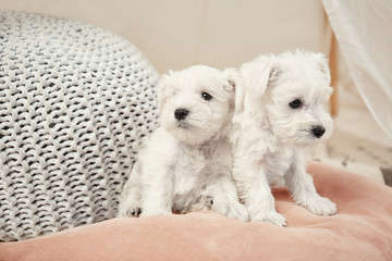 Cute puppies at home