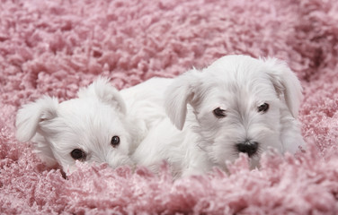 Cute puppies on soft plaid