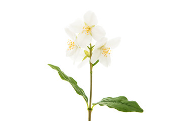 Fototapeta na wymiar jasmine flower