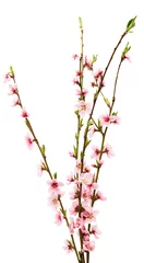 Stickers pour porte Fleur de cerisier Fleurs de Sakura isolées