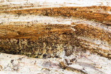 detailed rough texture of fallen wood for background. surface, abstract, background.