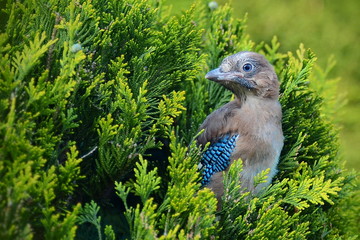 Eichelhäher Nest