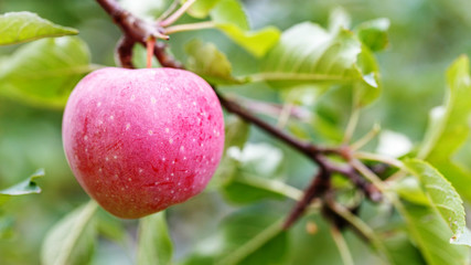 a ripe apple on a tree branch. agriculture for growing fruits.