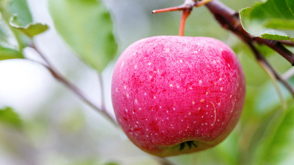 a ripe apple on a tree branch. agriculture for growing fruits.