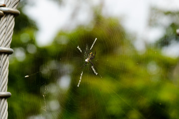 Spider in a Web