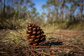 Pine Cone