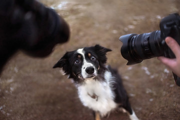 border collie dog posing for two cameras