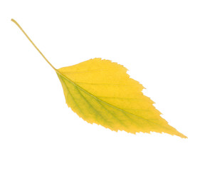 Beautiful autumn leaf on white background