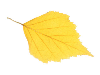 Beautiful autumn leaf on white background