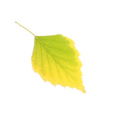 Beautiful autumn leaf on white background