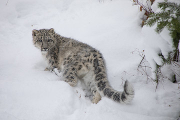 Snow Leopard Cub