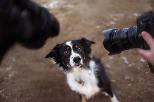 border collie dog posing for two cameras