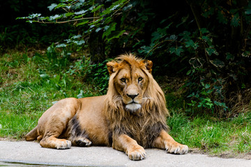 Lion by the River