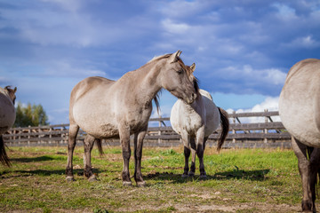 Fototapeta na wymiar Horses from the herd of Polish conies are walking freely