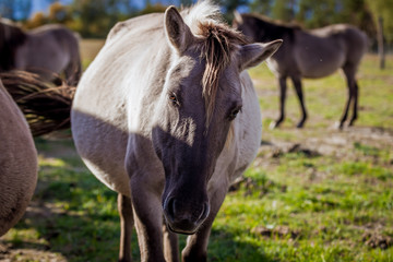 Fototapeta premium Polish comic posing for portrait