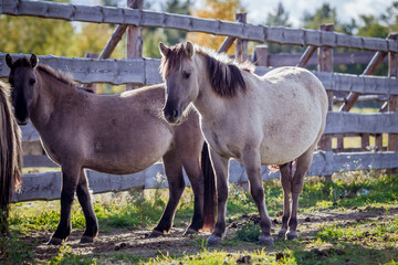 Fototapeta premium Horses from the herd of Polish conies are walking freely