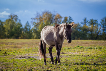 Foal of the Polish conic walks in freedom in autumn