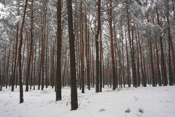 Pine forest covered in snow in winter.