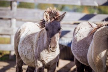 Foal of a Polish conic posing for a portrait