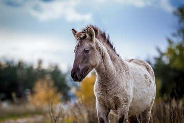 Foal of the Polish conic walks in freedom in autumn