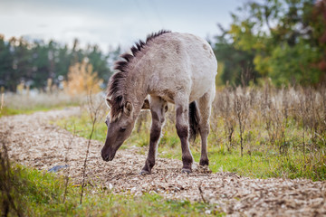 Fototapeta premium Foal of the Polish conic walks in freedom in autumn